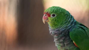 چرا لانه و لوازم جانبی لانه جاوا از نوک طوطی محافظت می‌کنند؟