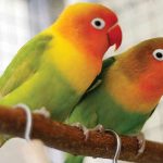 علت سیاه شدن نوک طوطی برزیلی بررسی دلایل و راهکارهای پیشگیری