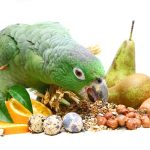 غذاهای ممنوعه برای طوطی چه چیزهایی را نباید به طوطی‌ها بدهیم؟