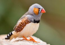 نگهداری فنچ
