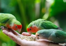 بی اشتهایی در طوطی ها