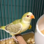 تغییر رنگ مدفوع پرنده؛ زنگ خطری که نباید بی‌خیال بشیم