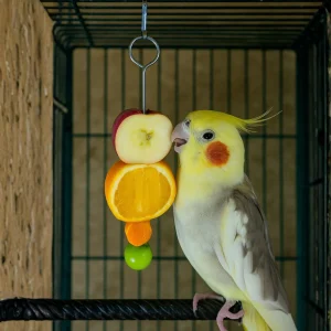 استیک میوه خوری پرنده