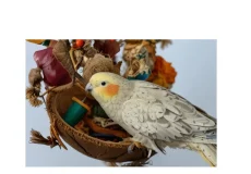 عروس گل باقالی