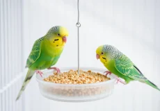 ..انواع طوطی