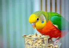 مرغ عشق