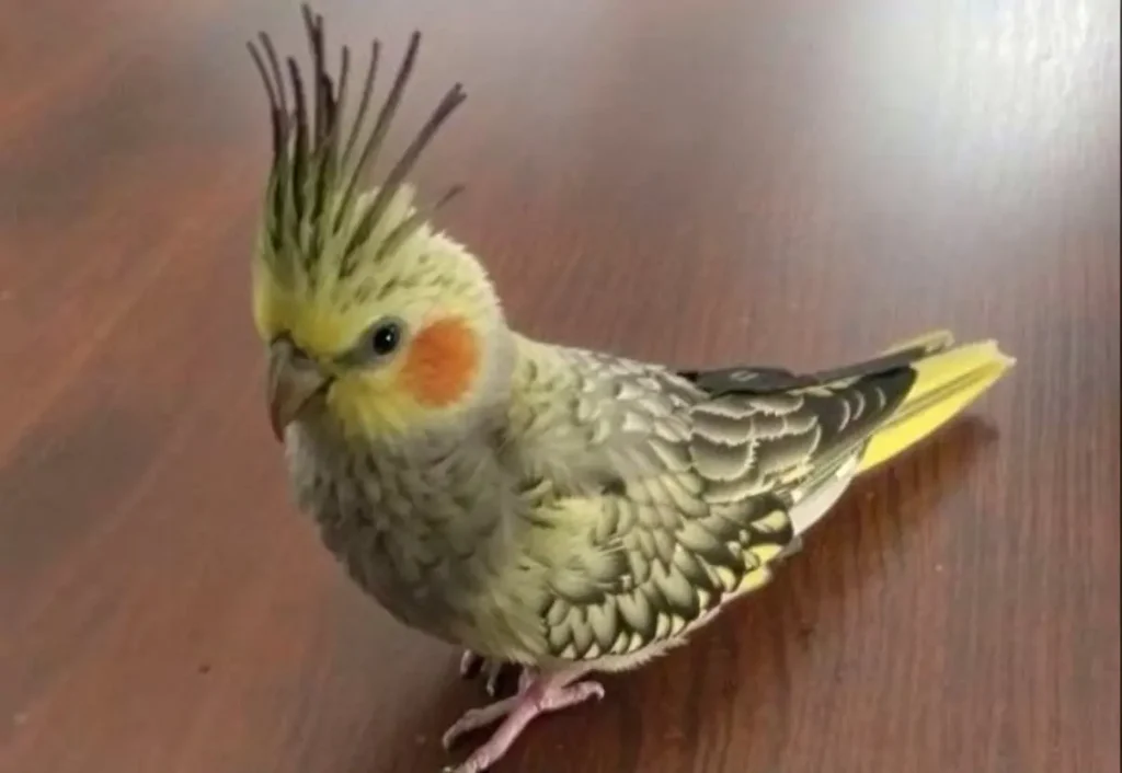 گل باقالی