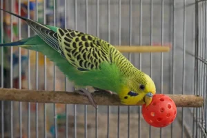 وسایل موردنیاز حرفه‌ای برای نگهداری از مرغ عشق