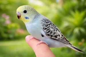 مرغ‌عشق اپالین: الگوهای منحصربه‌فرد روی پرها