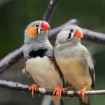 انتخاب جفتهای مناسب برای جوجه کشی در فنچ: راهنمای کامل و علمی