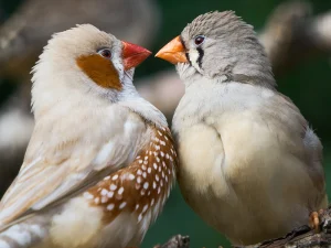 نشانه‌های جفت‌گیری موفق