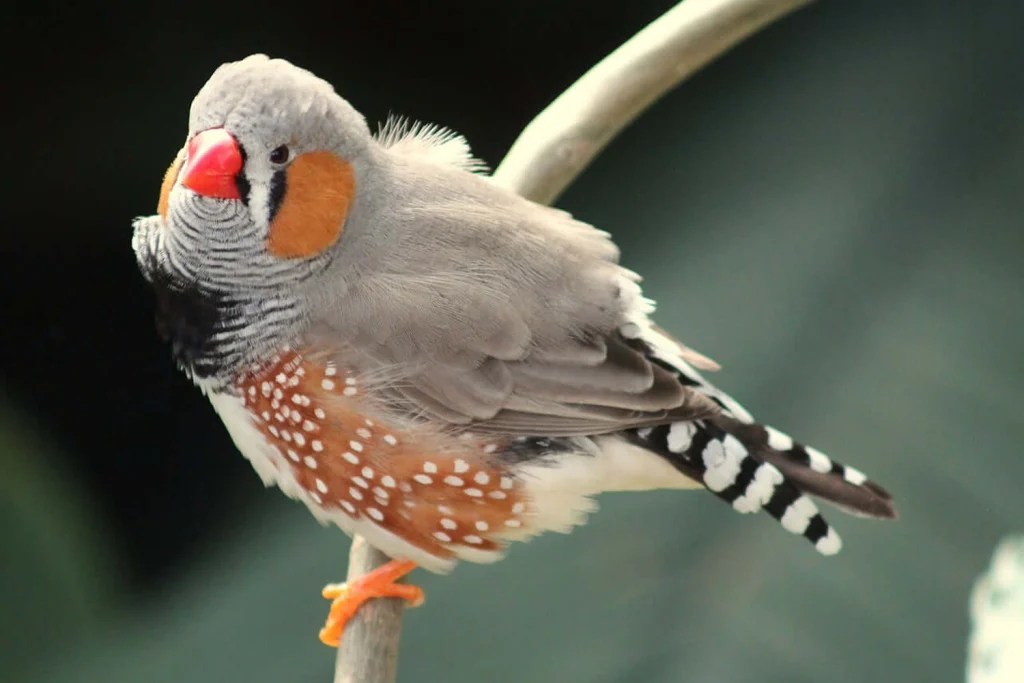 برنامه غذایی فنچ