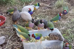 غذای فنچ برای تخمگذاری