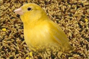 تغذیه قناری هنگام تخمگذاری