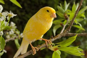 غذا دادن به جوجه قناری یک روزه