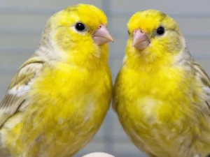 روش‌های عملی انتخاب جفت