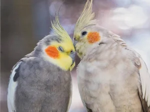 معیارهای رفتاری و روانی