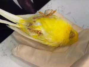 علت مرگ در قناری ها: بررسی جامع و علمی عوامل مرگ‌ومیر در این پرنده زیبا