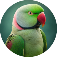 شاه طوطی