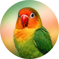 کوتوله برزیلی