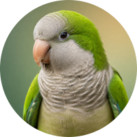 راهب