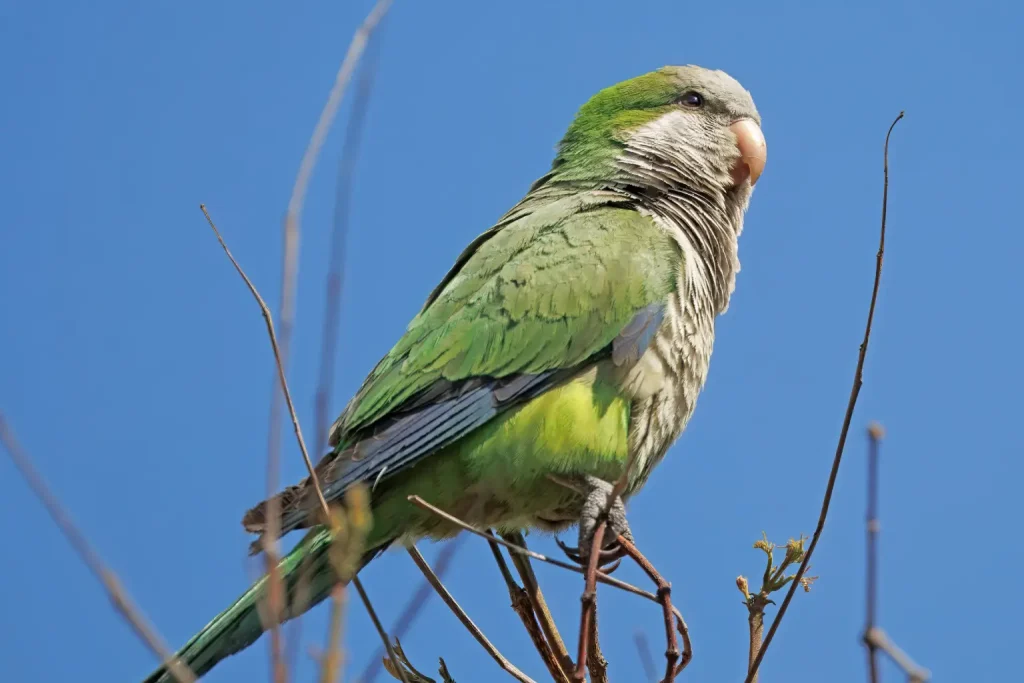 معرفی تخصصی طوطی راهب
