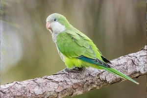 معرفی تخصصی طوطی راهب