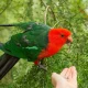نگهداری از شاه طوطی در خانه