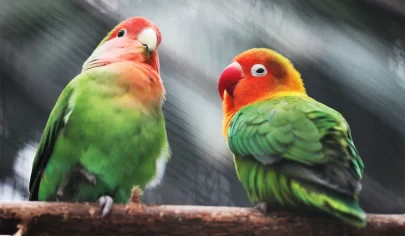 معرفی و آشنایی با طوطی کوتوله برزیلی (Pacific Parrotlet)