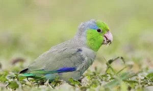 طبقهبندی علمی طوطی کوتوله برزیلی
