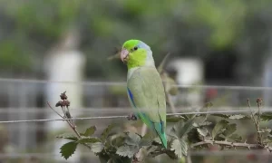 ویژگیهای ریختشناختی طوطی کوتوله برزیلی