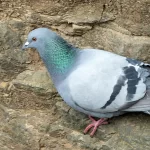 معرفی و آشنایی با کبوترهای زینتی (Fancy Pigeons)