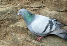 معرفی و آشنایی با کبوترهای زینتی (Fancy Pigeons)