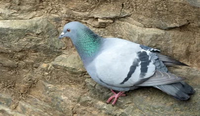 معرفی و آشنایی با کبوترهای زینتی (Fancy Pigeons)