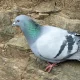 معرفی و آشنایی با کبوترهای زینتی (Fancy Pigeons)