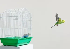 اندازه استاندارد قفس مرغ عشق