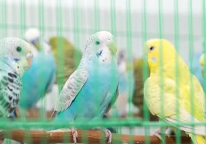 ویژگی‌های یک قفس خوب برای مرغ عشق