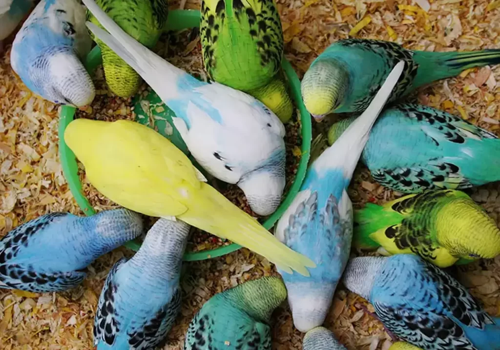 بهترین دان مرغ عشق؛ ترکیب دانه و مکمل برای جوجهکشی
