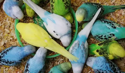 بهترین دان مرغ عشق؛ ترکیب دانه و مکمل برای جوجه‌کشی