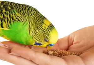 پایههای تغذیه مرغ عشق؛ غلات، روغنیها و پروتئین
