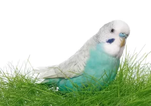 غذاهای ممنوعه و سمی (مرگبار برای مرغ عشق)