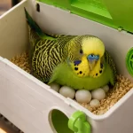 راهنمای خرید لانه مرغ عشق برای تخم‌گذاری