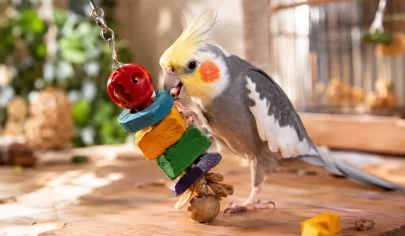 راهنمای خرید اسباب بازی برای عروس هلندی